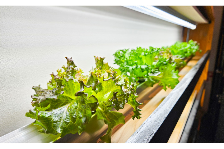 マエダハウジング 室内農業「おうちＦＡＲＭ」 空き家活用し循環型社会目指す