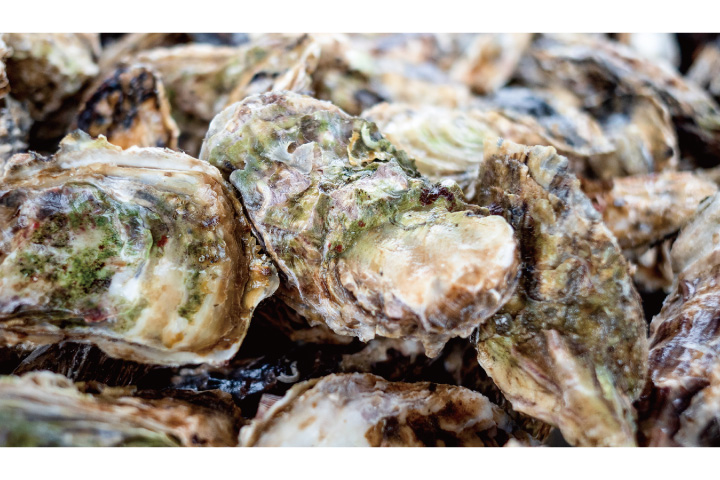 農林水産　カキ大量死に迅速対応 県は融資の利子負担｜広島経済レポート