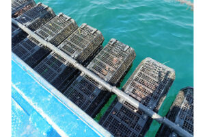 フィッシュワークスコネクト　県西部初の養殖法でカキ出荷　へい死率減、販売は広島魚市場と連携
